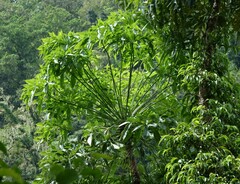 Cussonia spicata
