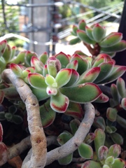Echeveria pulvinata