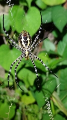 Argiope