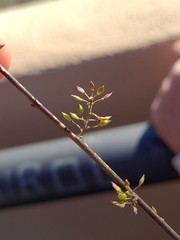 Lepidium graminifolium