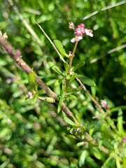 Lepidium graminifolium