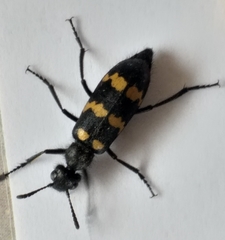 Hycleus quadriguttatus