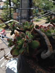 Echeveria pulvinata