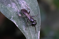 Crabroninae