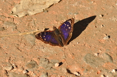 Doxocopa agathina