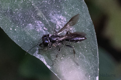 Crabroninae