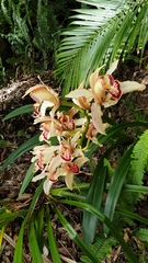 Cymbidium