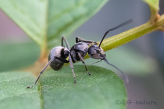 Polyrhachis illaudata