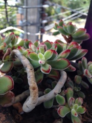Echeveria pulvinata