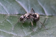 Polyrhachis illaudata