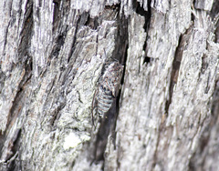 Atrapsalta corticina