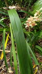 Cymbidium