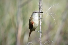 Limnoctites rectirostris