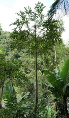 Cussonia spicata