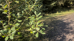 Salix caprea
