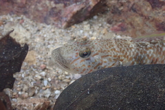 Rhinogobius similis