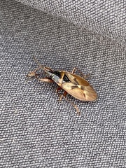 Gastrodes abietum