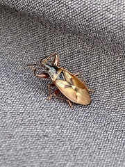 Gastrodes abietum