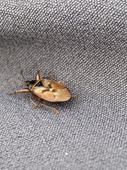 Gastrodes abietum
