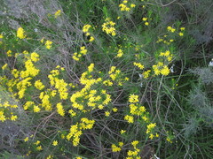 Euryops thunbergii