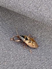 Gastrodes abietum