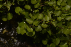 Muehlenbeckia complexa