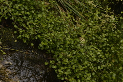 Muehlenbeckia complexa