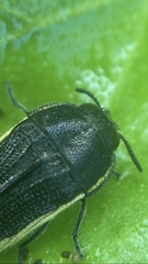 Acmaeodera flavomarginata