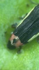 Acmaeodera flavomarginata