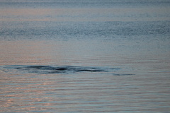Trichechus manatus latirostris