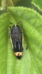 Acmaeodera flavomarginata