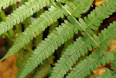 Dryopteris
