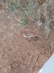 Agama aculeata aculeata