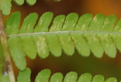 Dryopteris