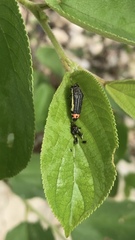 Acmaeodera flavomarginata