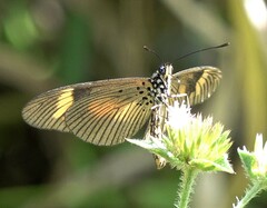 Acraea masaris