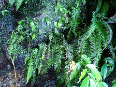 Hymenasplenium cheilosorum