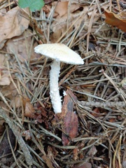 Lepiota clypeolaria
