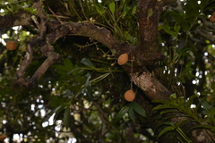 Dysoxylum pachyphyllum