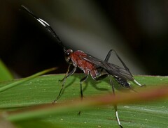 Cryptinae