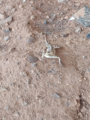 Agama aculeata aculeata