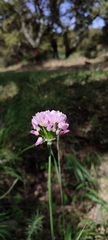 Allium roseum