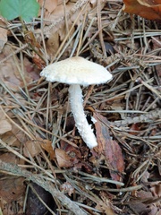 Lepiota clypeolaria