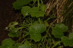 Hydrocotyle hirta
