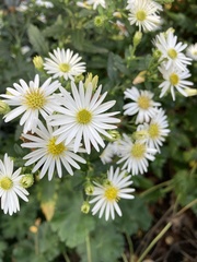 Aster ageratoides