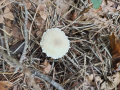 Lepiota clypeolaria