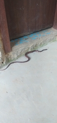 Serpentes