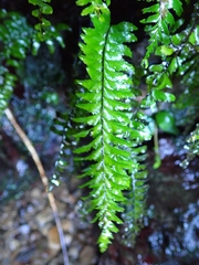 Hymenasplenium cheilosorum
