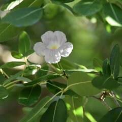 Tabebuia