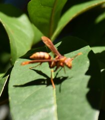 Polistes major major